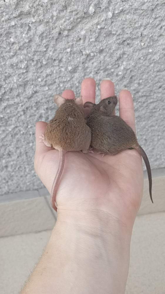 Fancy mouse Deceased Mus musculus Czechia, Ceske Budejovice