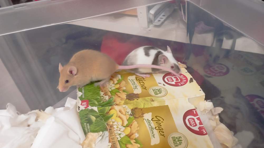 Fancy mouse Deceased Mus musculus Czechia, Ceske Budejovice