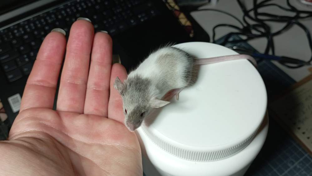 Fancy mouse Deceased Mus musculus Czechia, Ceske Budejovice
