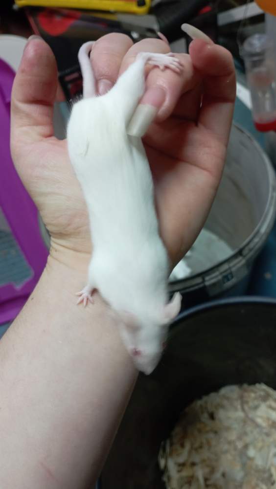 Fancy mouse Breeder Mus musculus 