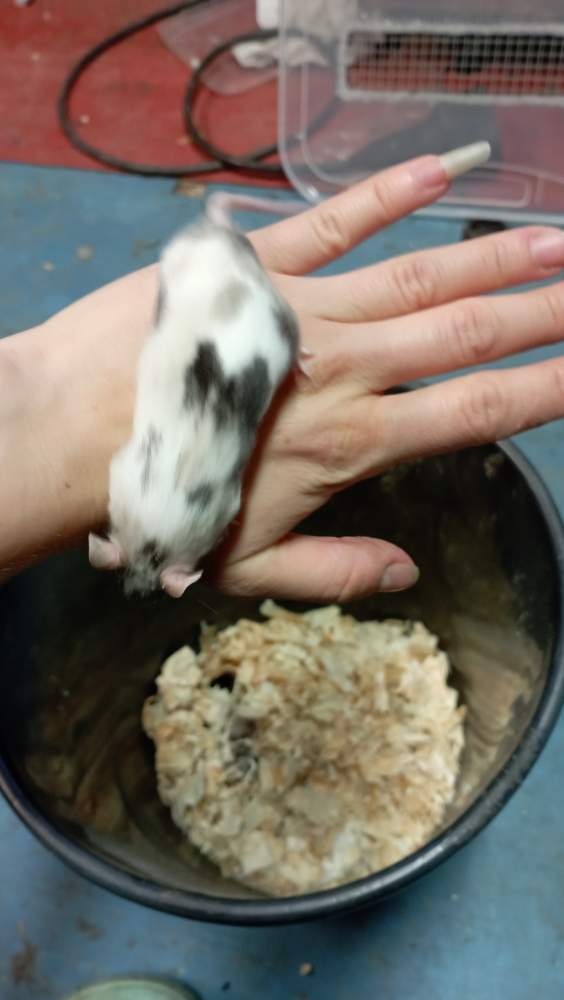 Fancy mouse Breeder Mus musculus 