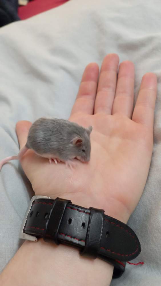 Fancy mouse Breeder Mus musculus 
