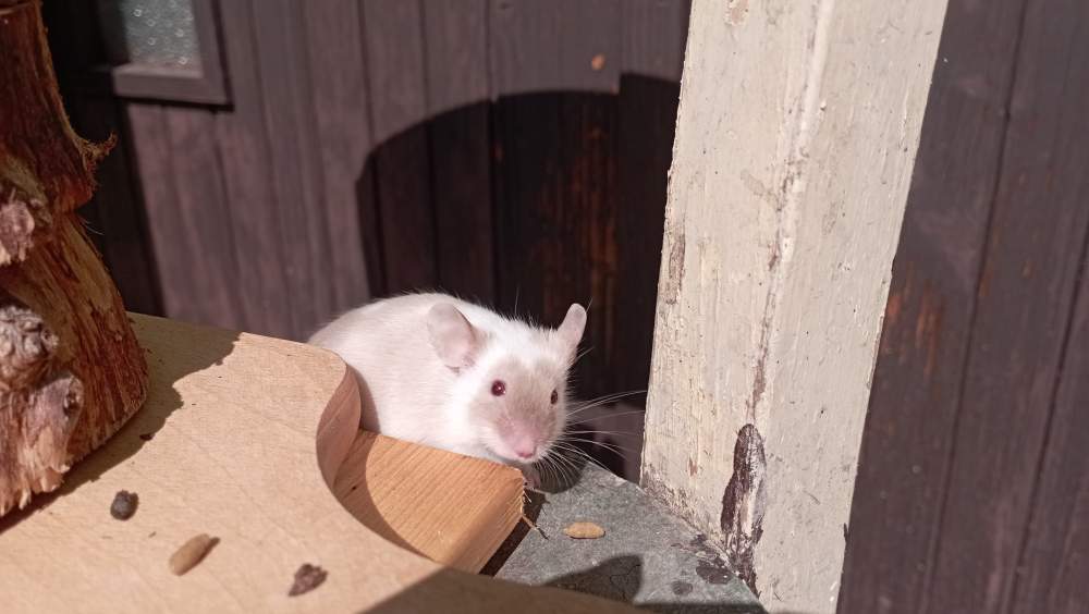 Fancy mouse Breeder Mus musculus Czechia, Ceske Budejovice