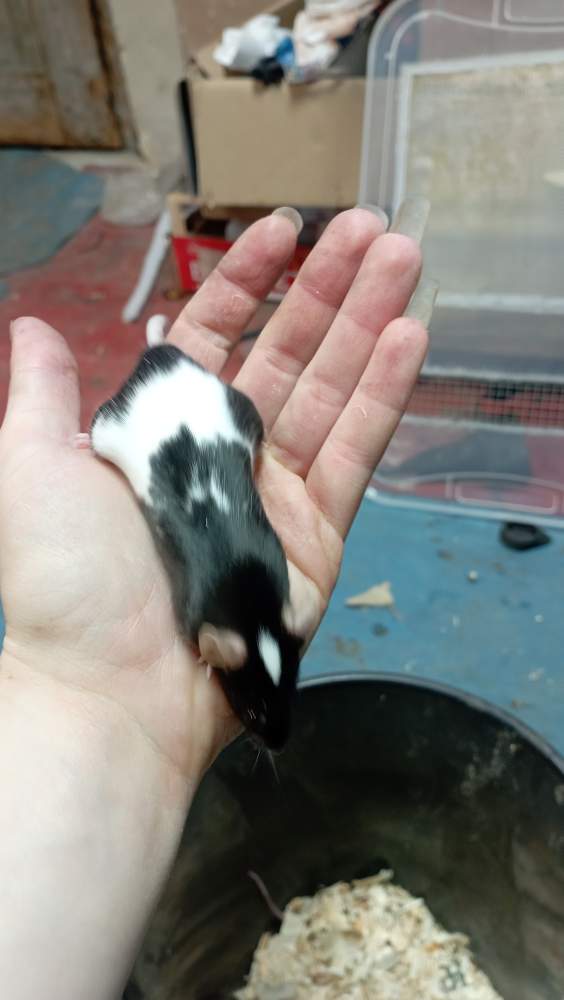 Fancy mouse Pet only Mus musculus 