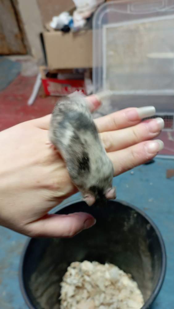 Fancy mouse Breeder Mus musculus 