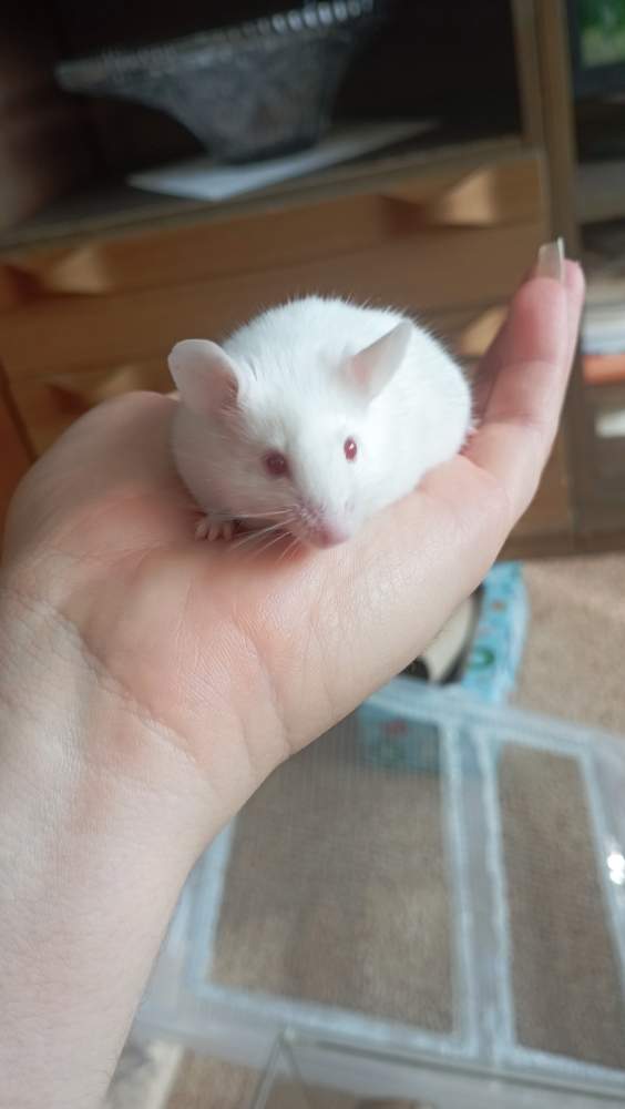 Fancy mouse Breeder Mus musculus Czechia, Ceske Budejovice