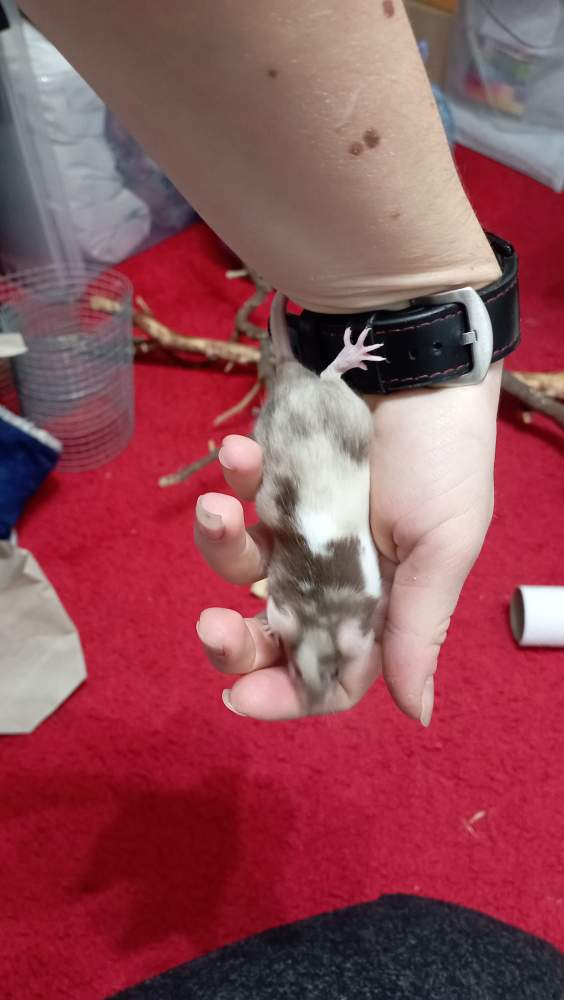 Fancy mouse Retired Mus musculus Czechia, Ceske Budejovice