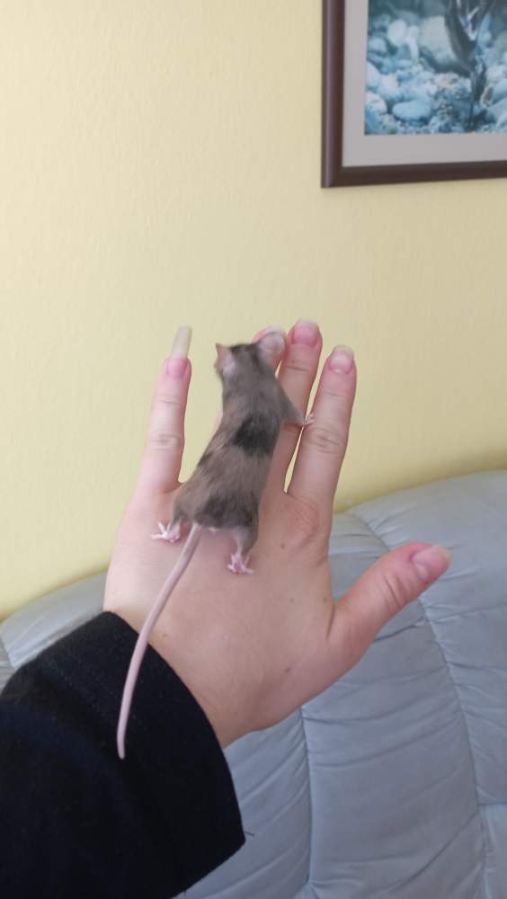 Fancy mouse Retired Mus musculus Czechia, Ceske Budejovice
