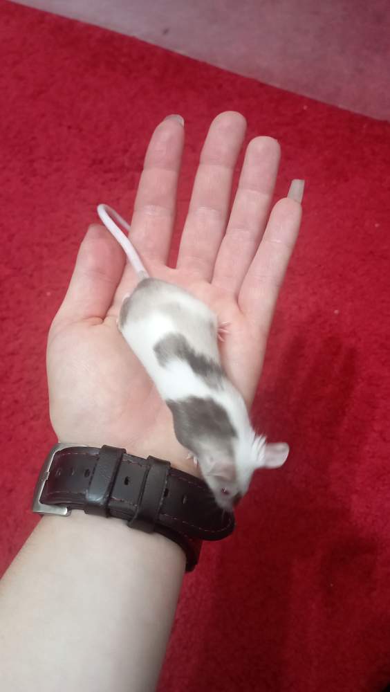 Fancy mouse Retired Mus musculus Czechia, Ceske Budejovice