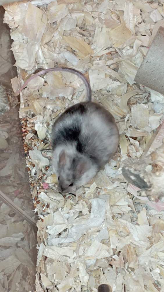 Fancy mouse Retired Mus musculus Czechia, Ceske Budejovice