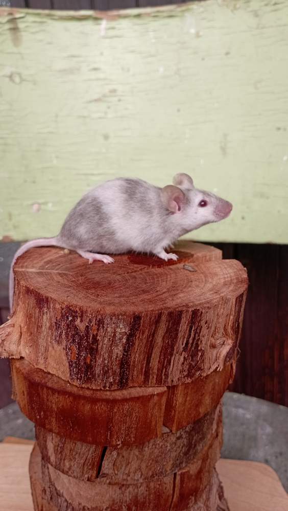 Fancy mouse Retired Mus musculus Czechia, Ceske Budejovice