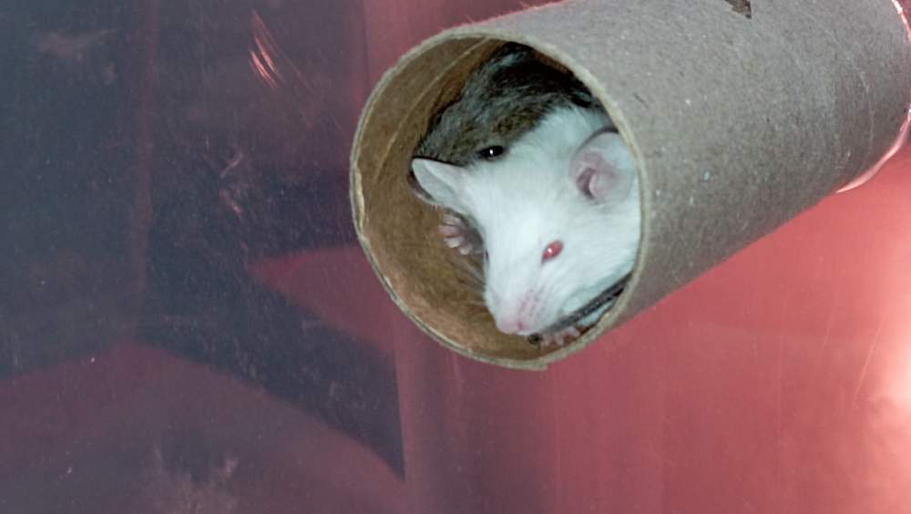 Fancy mouse Breeder Mus musculus Czechia, Ceske Budejovice