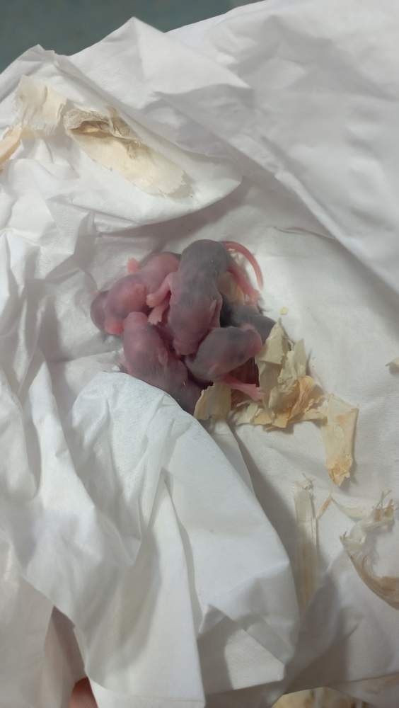 Fancy mouse Breeder Mus musculus Czechia, Ceske Budejovice