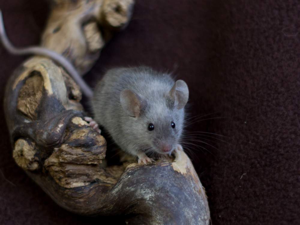 Fancy mouse Retired Mus musculus 