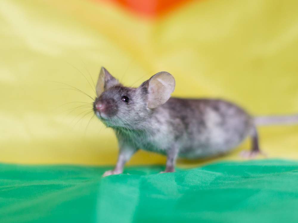 Fancy mouse Available for rehoming Mus musculus 