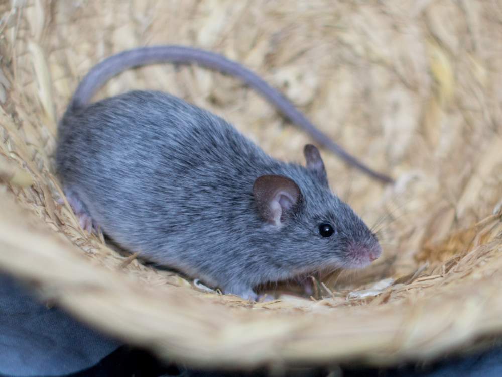 Fancy mouse Available for rehoming Mus musculus 