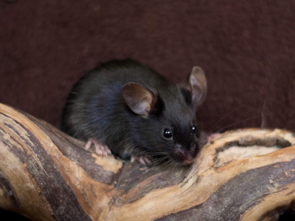 Fancy mouse Available for rehoming Mus musculus 