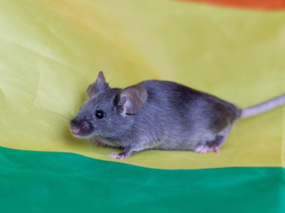 Fancy mouse Deceased Mus musculus 