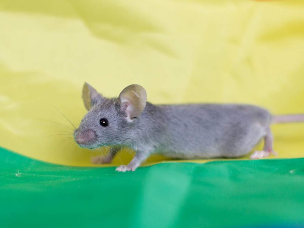 Fancy mouse Available for rehoming Mus musculus 