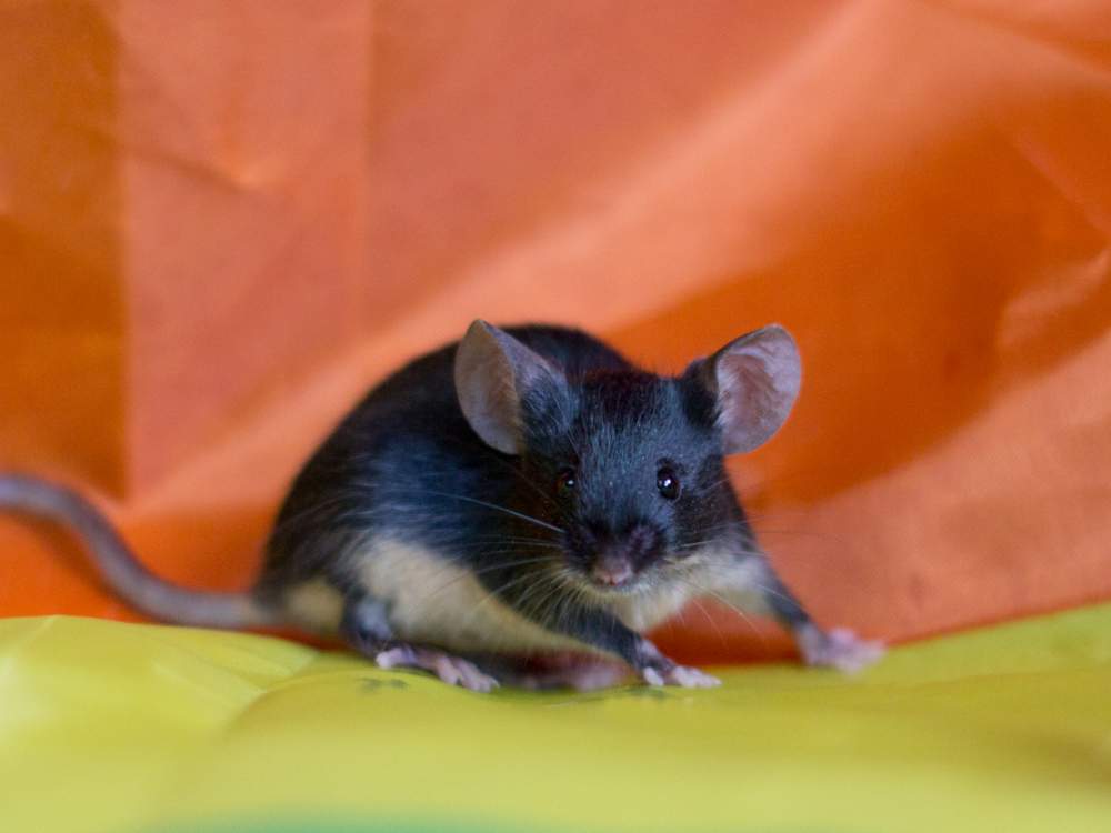 Fancy mouse Available for rehoming Mus musculus 