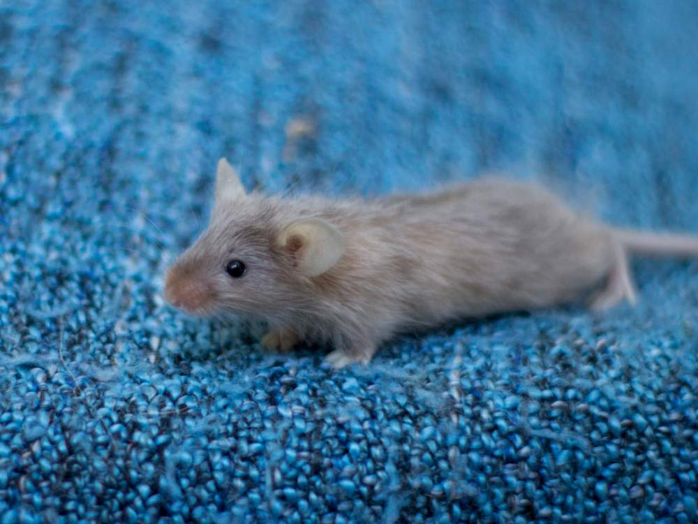 Fancy mouse Breeder Mus musculus 