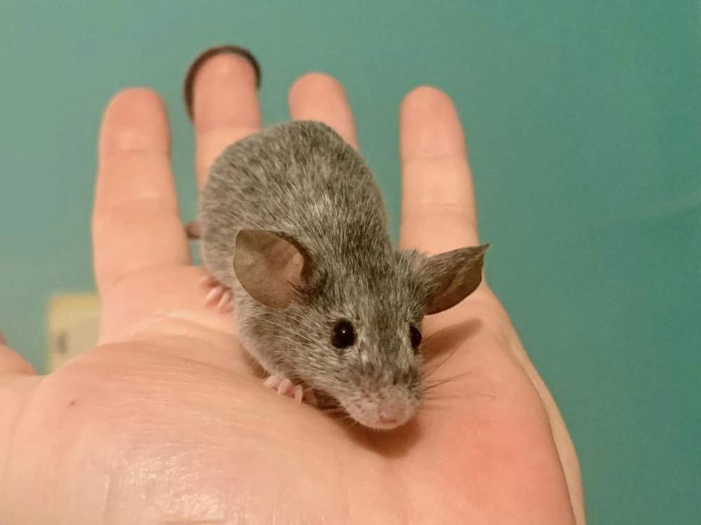 Fancy mouse Available for rehoming Mus musculus 