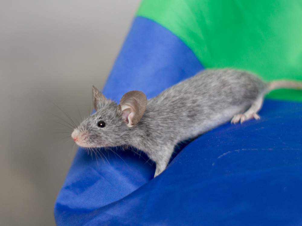 Fancy mouse Breeder Mus musculus 
