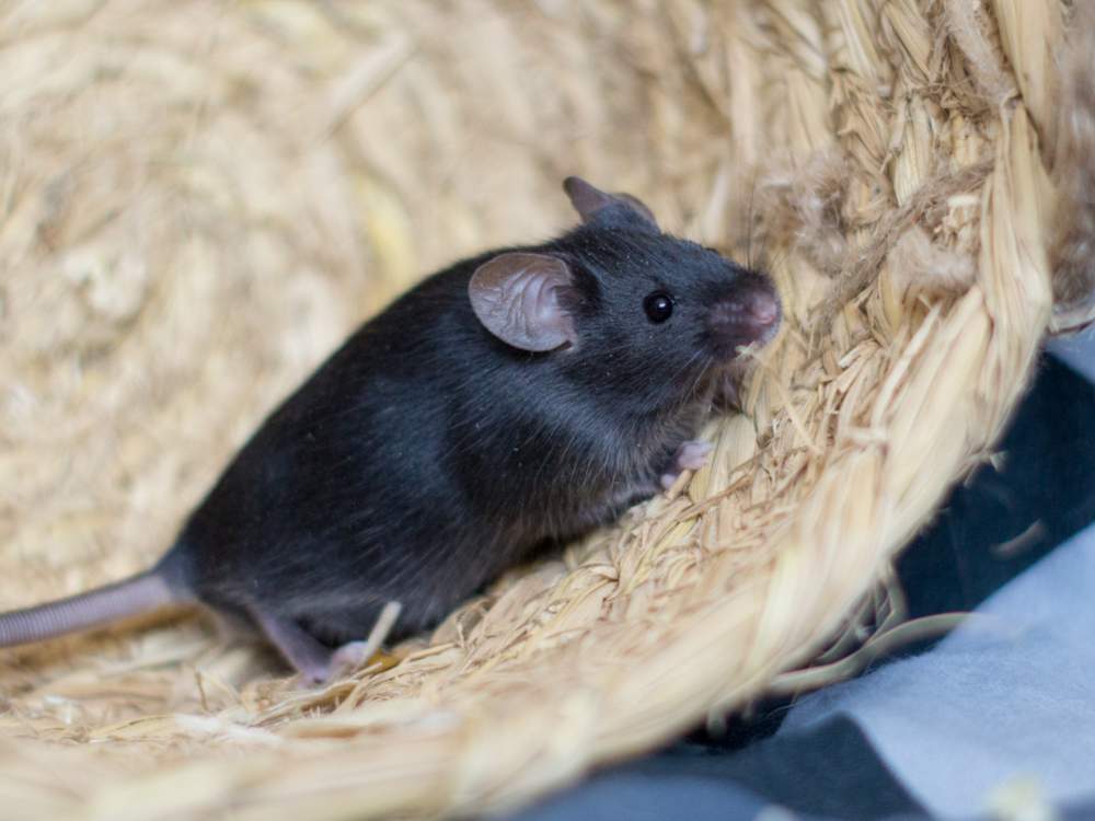 Fancy mouse Available for rehoming Mus musculus 