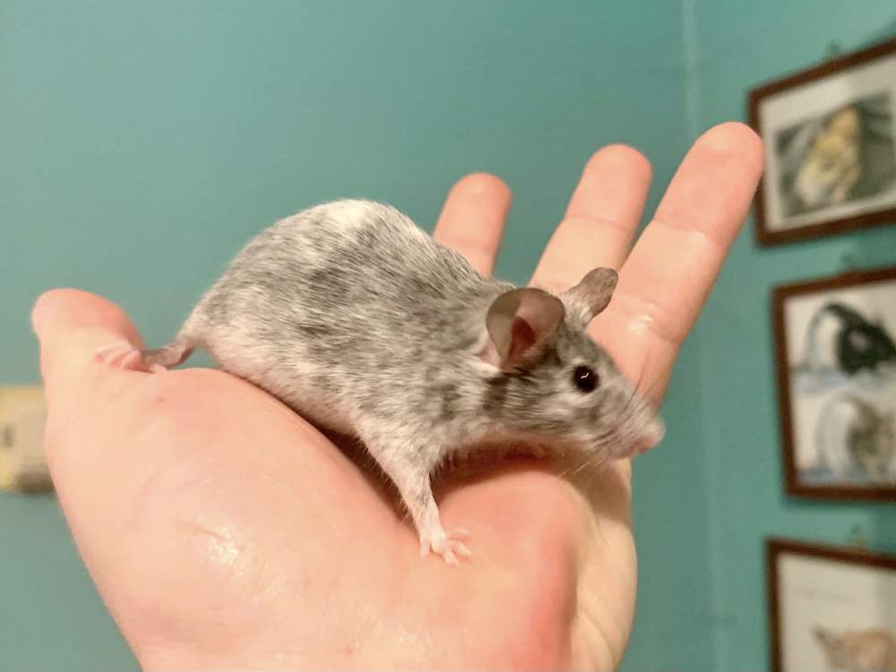 Fancy mouse Available for rehoming Mus musculus 