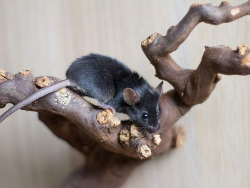 Fancy mouse Deceased Mus musculus 