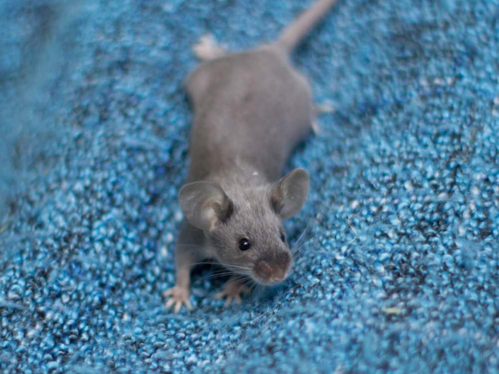 Fancy mouse Deceased Mus musculus 