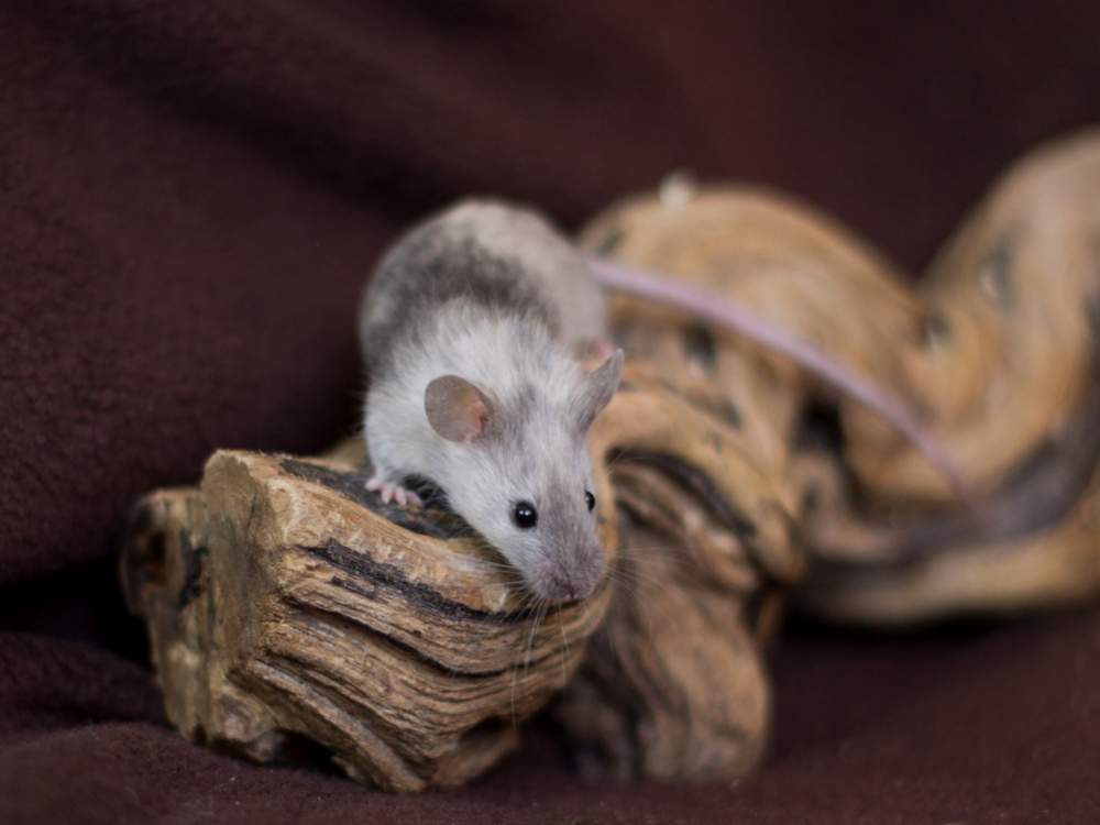 Fancy mouse Owned by other Mus musculus 