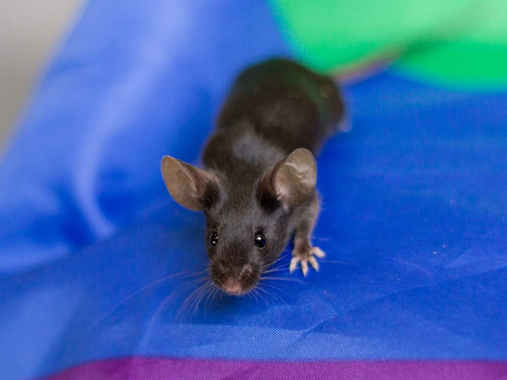 Fancy mouse Deceased Mus musculus 