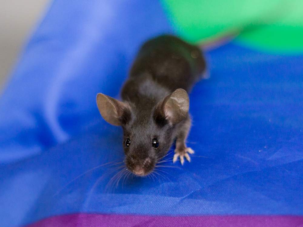 Fancy mouse Available for rehoming Mus musculus 