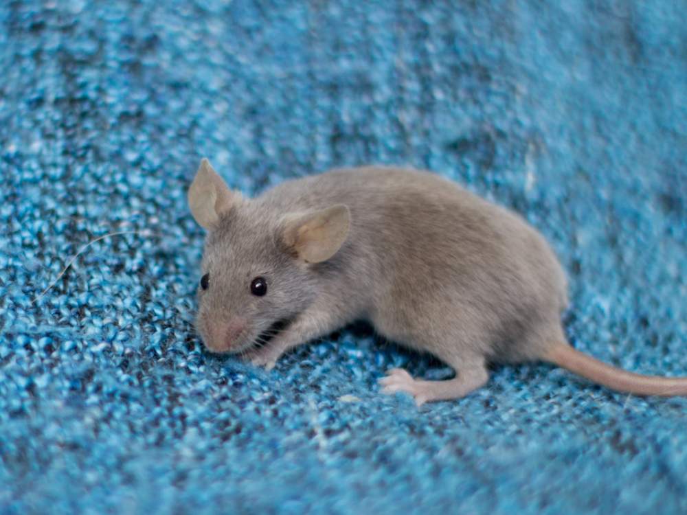 Fancy mouse Retired Mus musculus 