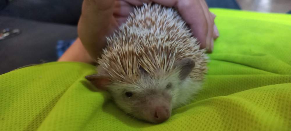 African pygmy hedgehog Pet only Atelerix albiventris South Africa, Badplaas