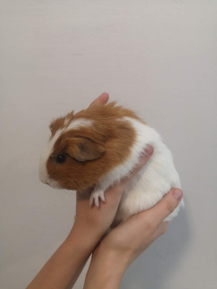 American guinea pig Breeder Cavia porcellus 