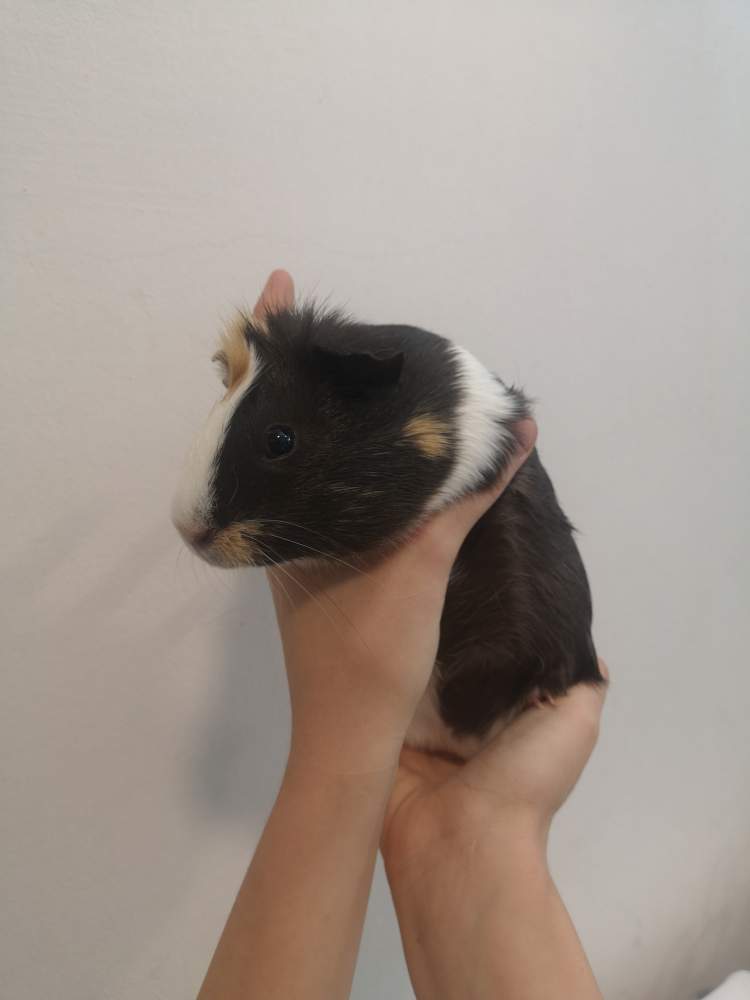 English Crested guinea pig Breeder Cavia porcellus 