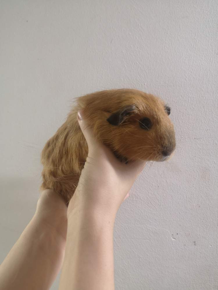 American guinea pig Breeder Cavia porcellus 