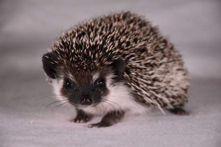 African pygmy hedgehog Owned by other Atelerix albiventris 