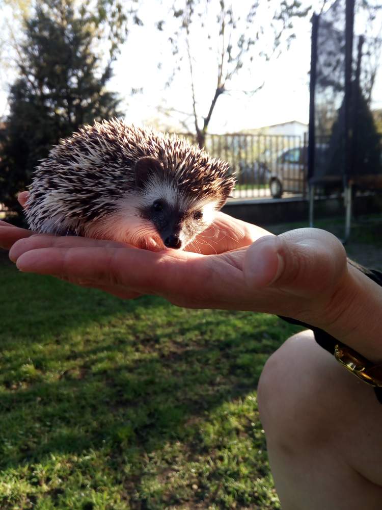 African pygmy hedgehog Breeder Atelerix albiventris Hungary, Budapest