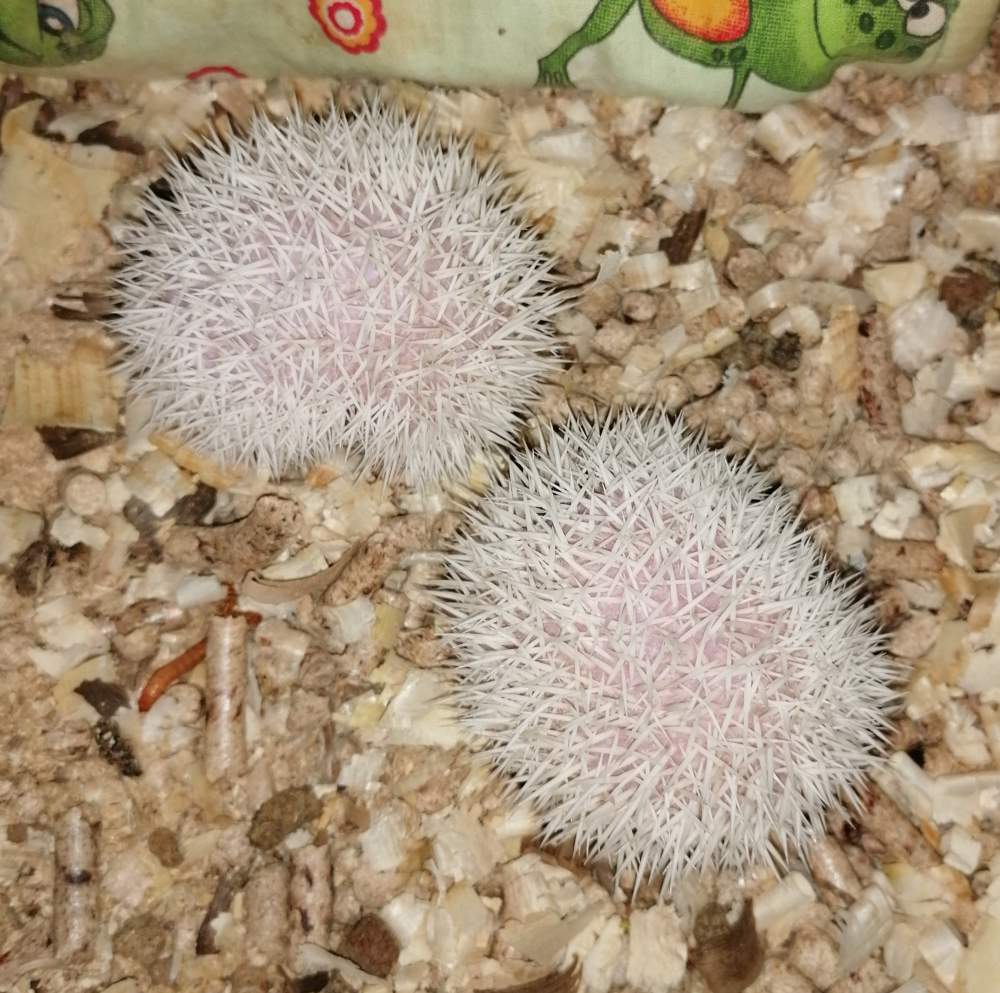 African pygmy hedgehog Pet only Atelerix albiventris Hungary, Budapest