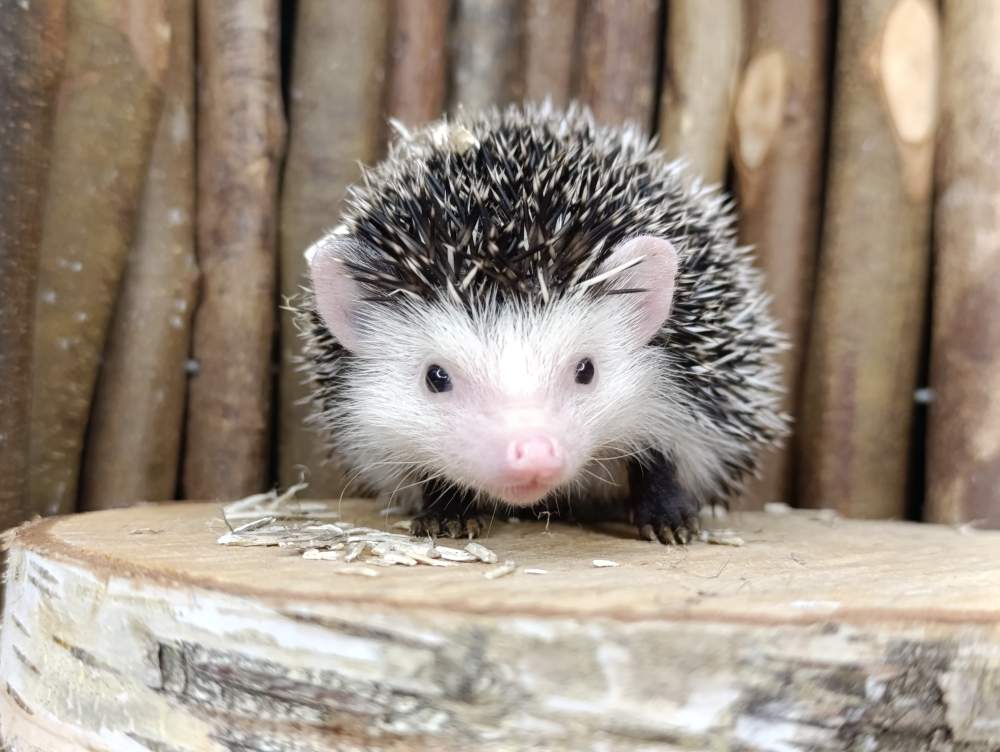 African pygmy hedgehog Breeder Atelerix albiventris 