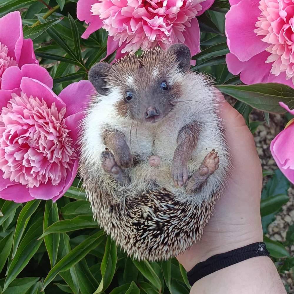 African pygmy hedgehog Breeder Atelerix albiventris 