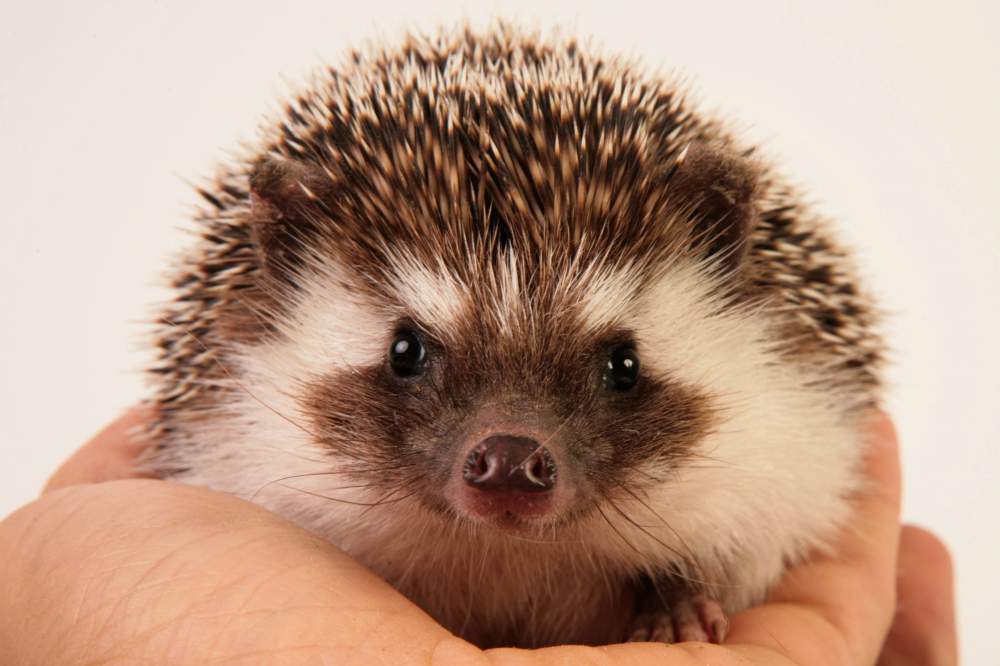 African pygmy hedgehog Breeder Atelerix albiventris Hungary, Budapest