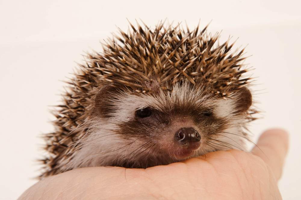 African pygmy hedgehog Rehomed Atelerix albiventris Hungary, Budapest