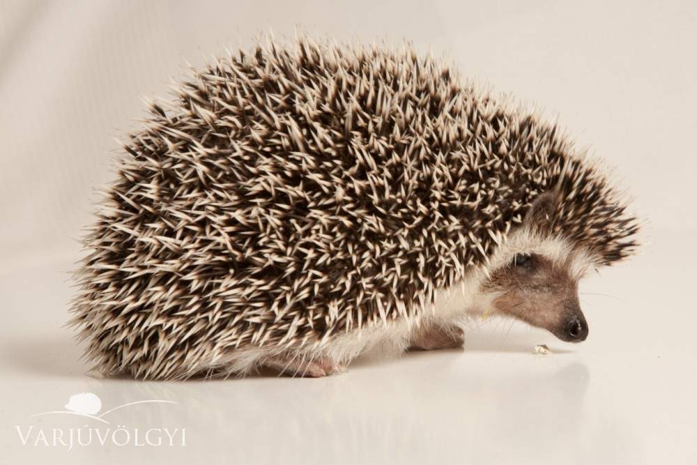 African pygmy hedgehog Breeder Atelerix albiventris 