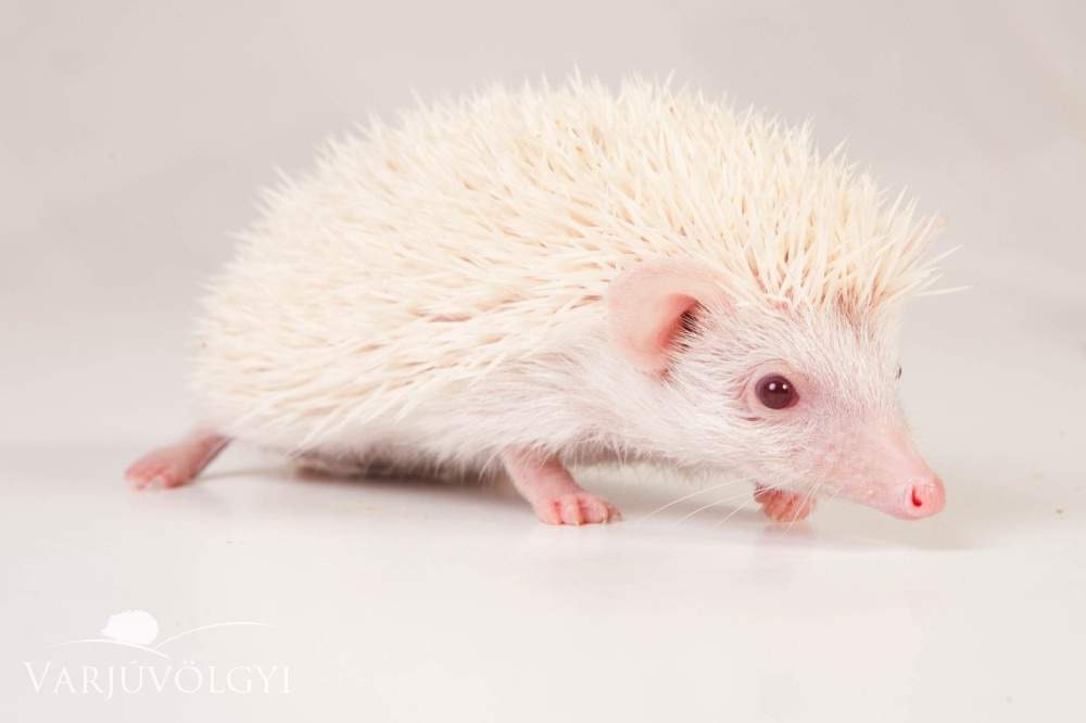 African pygmy hedgehog Breeder Atelerix albiventris 