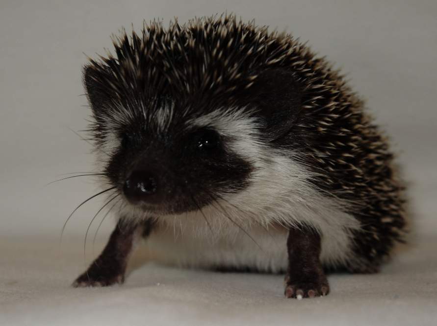 African pygmy hedgehog Owned by other Atelerix albiventris Germany