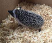 African pygmy hedgehog Breeder Atelerix albiventris Hungary, Budapest